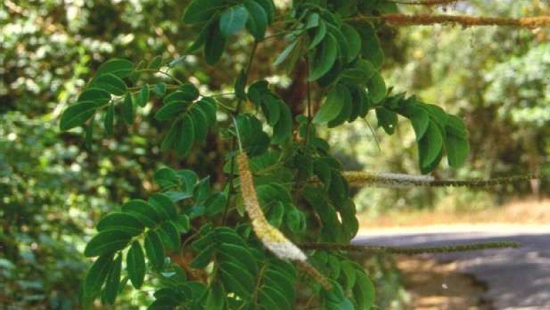 Cây dược liệu cây Bàm bàm nam hay Dây tràm - Entada pursaetha DC
