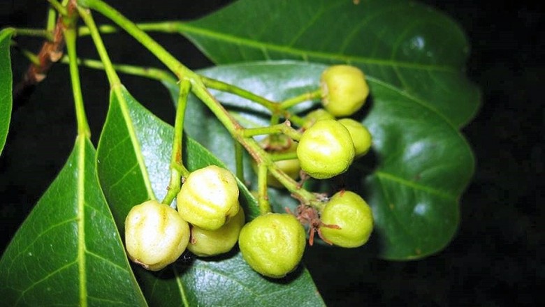 Cây dược liệu cây Bí bái, Bái Bái - Acronychia pedunculata (L.) Miq. (A.laurifolia Blune)
