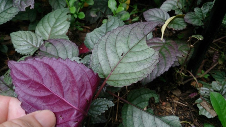 Cây dược liệu cây Bán tự cảnh - Hemigraphis alternata (Burm.f.) T. Anderson (ll colorata (Blume) Hall.f.)