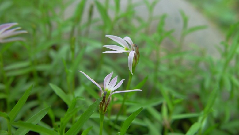 Cây dược liệu cây Bán biên liên - Lobelia chinensis Lour