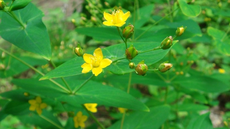 Cây dược liệu cây Ban lá dính, Lưu ký nô -Hypericum sampsonii Hance