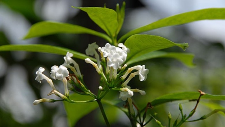 Cây dược liệu cây Ba gạc Vân Nam - Rauvolfia yunnanensis Tsiang