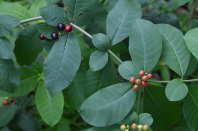 Cây dược liệu cây Ba gạc Cuba, Ba gạc bốn lá - Rauvolfia tetraphylla L