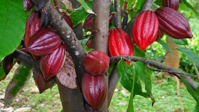 Cây dược liệu cây Cacao - Theobroma cacao L