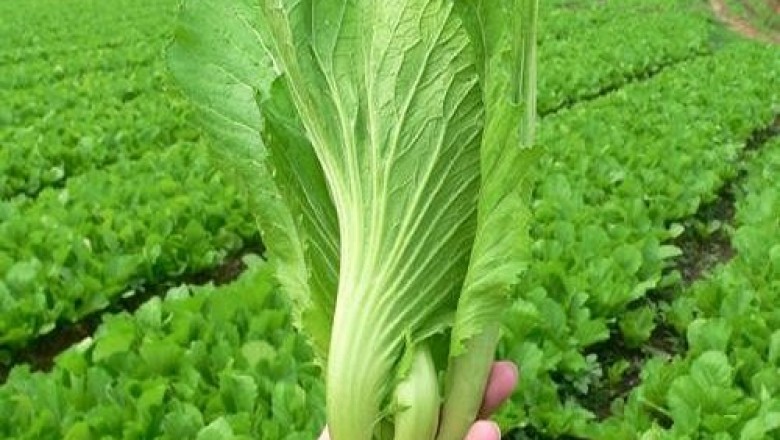 Cây dược liệu cây Cải bẹ, Cải sen, Cải dưa - Brassica campestris L