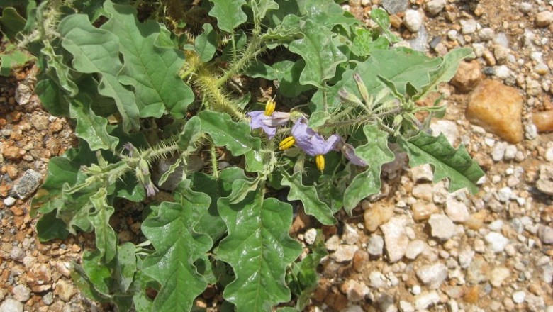 Cây dược liệu cây Cà gai - Solanum coagulans Forssk