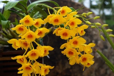 Cây dược liệu cây Thạch hộc dùi trống, Hoàng thảo kim điệp, Cổ chùy thạch hộc - Dendrobium chrysotoxum Lindl