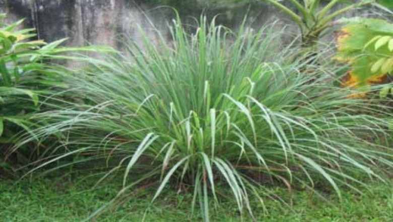 Cây dược liệu cây Sả hoa dày - Cymbopogon confertiflorus Stapf