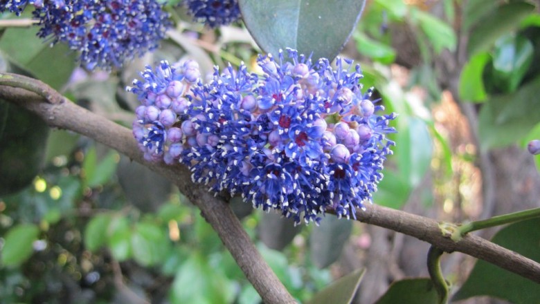 Cây dược liệu cây Sầm, Sầm ngọt - Memecylon edule Roxb. (M. umbellatum Burm.)