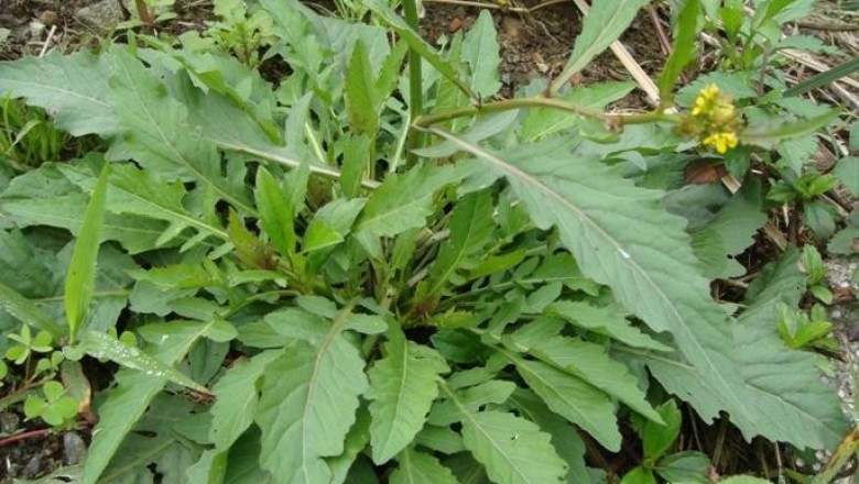 Cây dược liệu cây Cải hoang, Cải cột xôi, Cải ma lùn, Đình lịch - Rorippa indica (L.) Hiern (Nasturtium indicum (L.) DC.)
