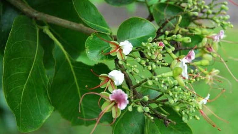 Cây dược liệu cây Gõ nước, Bần ôi - Intsia bijuga (Colebr.) O. Ktze (Afzelia bijuga (Colebr.) A. Gray)