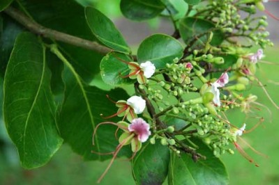 Cây dược liệu cây Gõ nước, Bần ôi - Intsia bijuga (Colebr.) O. Ktze (Afzelia bijuga (Colebr.) A. Gray)
