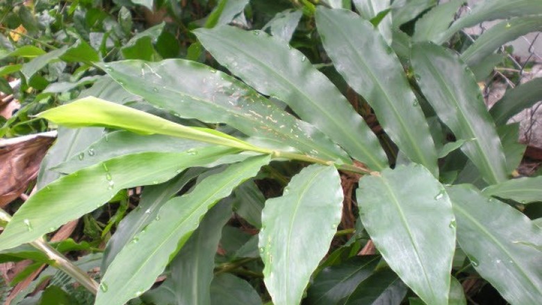 Cây dược liệu cây Gừng dại, Gừng tía, Zơrơng - Zingiber parpureum Roscoe (Z. cassumunar Roxb.)