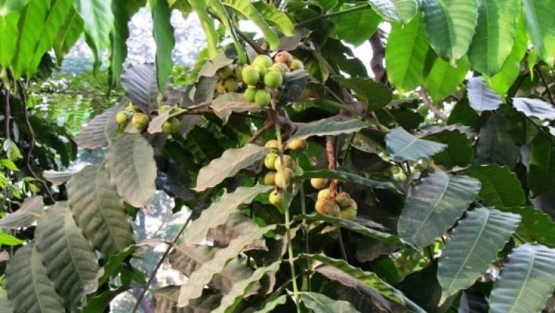 Cây dược liệu cây Gội nước, Năng gia, Gác đa bông - Aphanamixis polystachya (Wall.) J.N. Parker
