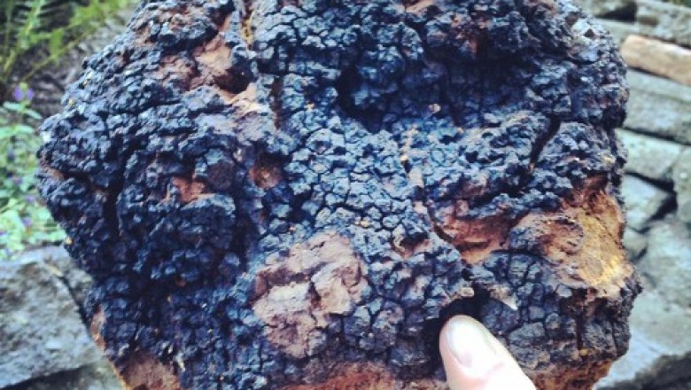 Nấm Chaga 'thần dược' chữa ung thư, ngừa lão hóa