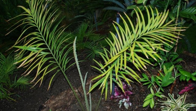 Cây dược liệu cây Sâm gai, Thiên tuế lá chẻ, Sâm tuế - Cycas micholitzii Dyer