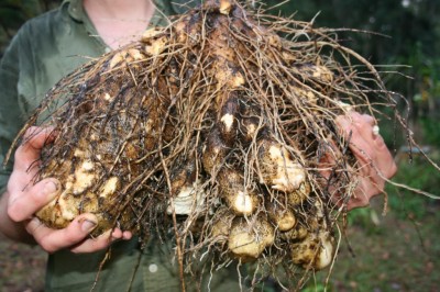 Cây dược liệu cây Từ Ching, Sơn cát thự - Dioscorea chingii Prain et Burk