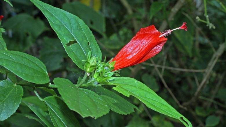 Cây dược liệu cây Râm bụt leo, Hoa tai, Bụp giằng xay - Malvaviscus arboreus Cav
