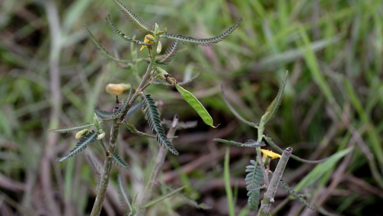 Cây dược liệu cây Rút dại, Điền ma nhám, Điên điển tham - Aeschynomene aspera L
