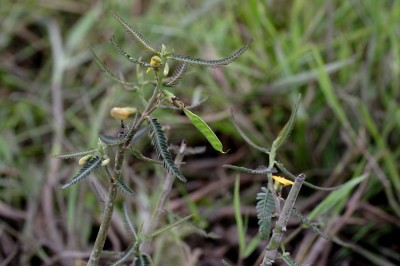 Cây dược liệu cây Rút dại, Điền ma nhám, Điên điển tham - Aeschynomene aspera L