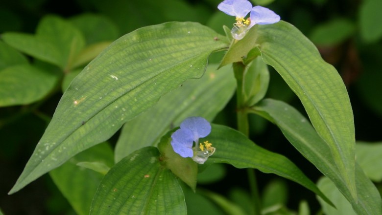 Cây dược liệu cây Thài lài nước, Trai nước - Commelina paludosa Blume (C. obliqua Buch. - Ham.)