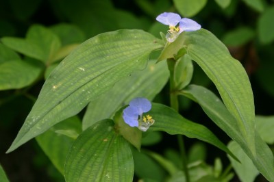 Cây dược liệu cây Thài lài nước, Trai nước - Commelina paludosa Blume (C. obliqua Buch. - Ham.)