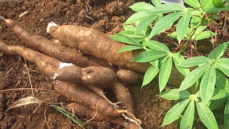 Cây dược liệu cây Sắn, Khoai mì, Củ mì - Manihot esculenta Crantz
