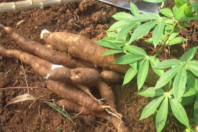 Cây dược liệu cây Sắn, Khoai mì, Củ mì - Manihot esculenta Crantz