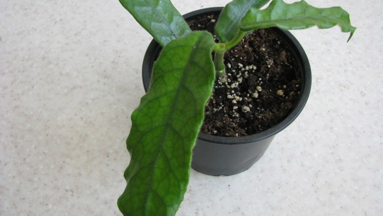 Cây dược liệu cây Cẩm cù lông, Tú cù - Hoya villosa Cost