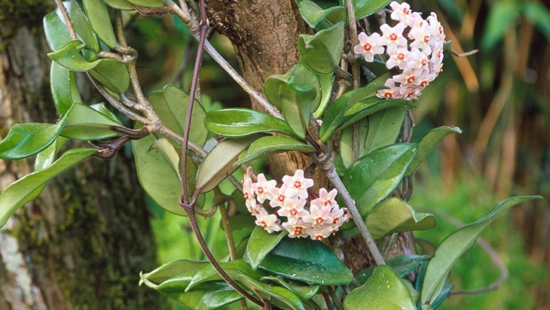 Cây dược liệu cây Cẩm cù, Lưỡi trâu - Hoya carnosa (L. f.) R. Br