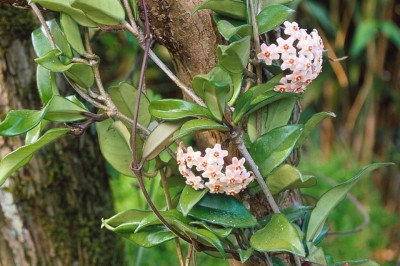 Cây dược liệu cây Cẩm cù, Lưỡi trâu - Hoya carnosa (L. f.) R. Br