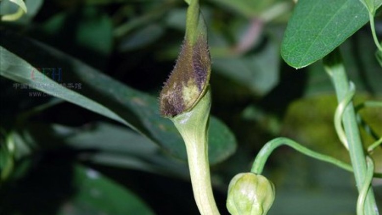 Cây dược liệu cây Thanh mộc hương, Bội xà sinh - Aristolochia tuberosa C.F. Liang et S.M. Hwang ex Liang