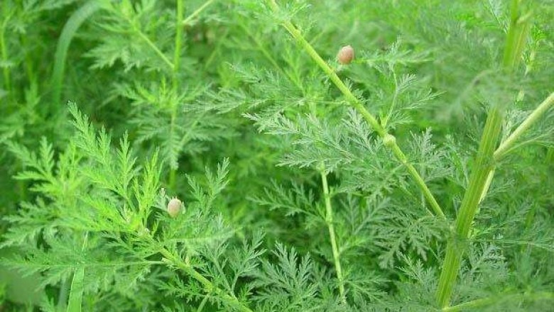 Cây dược liệu cây Thanh hao, Hương hao, Thanh cao ngò - Artemisia apiacea Hance ex Walp. (A. caruifolia Buch. - Ham.)