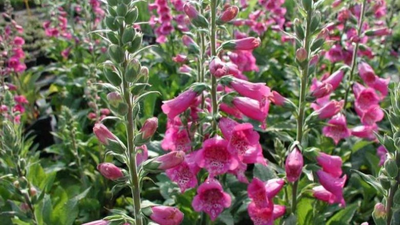 Cây dược liệu cây Dương địa hoàng - Digitalis purpurea L