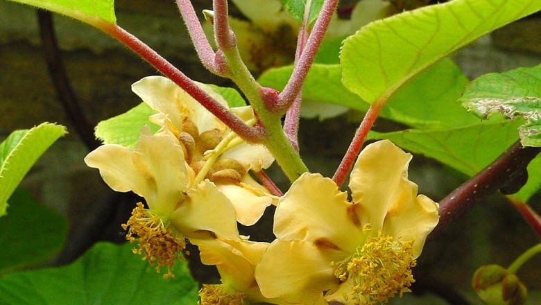 Cây dược liệu cây Dương đào Trung Quốc - Actinidia chinensis Planch
