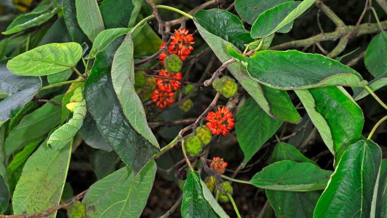 Cây dược liệu cây Dướng - Broussonetia papyrifera (L.) L’ Hér. ex Vent
