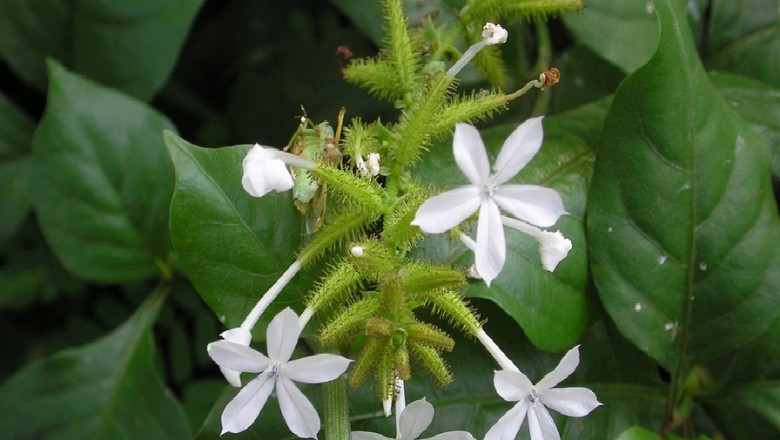 Cây dược liệu cây Đuôi công hoa trắng, Bạch hoa xà, Cây lá đinh - Plumbago zeylanica, L