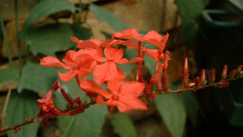 Cây dược liệu cây Đuôi công hoa đỏ, Xích hoa xà - Plumbago indica L