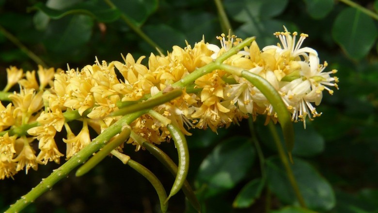 Cây dược liệu cây Ràng ràng, Muồng nước, Cây chi chi - Adenanthera pavonina L. var. microsperna (Teijsm et Binn) I. Nielsen