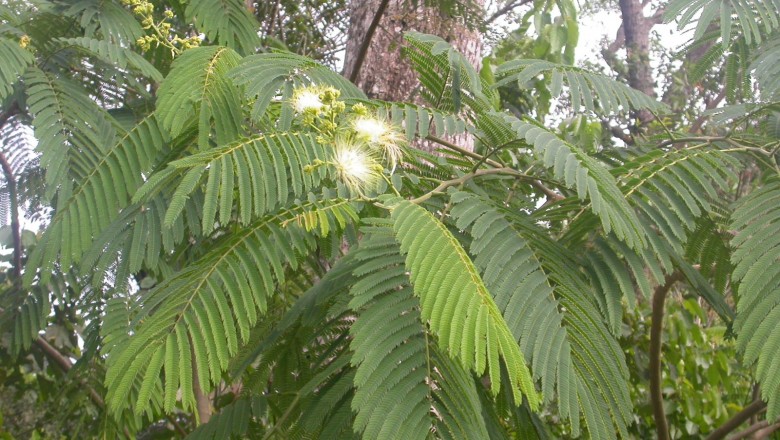 Cây dược liệu cây Đuôi trâu, Chu mè, Sống rắn Trung Quốc - Albizia chinensis (Osbeek) Merr