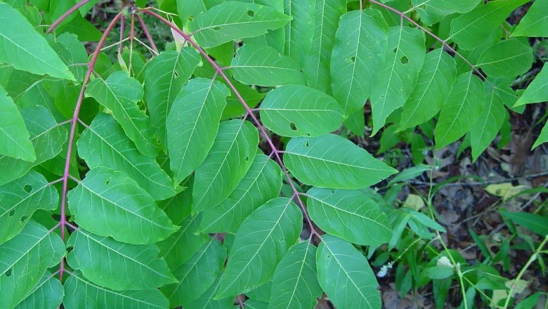 Cây dược liệu cây Thanh thất cao, Xú xuân, Càng hom cao - Ailanthus altissima (Mill.) Swingle (A. glandulosa Roxb.)