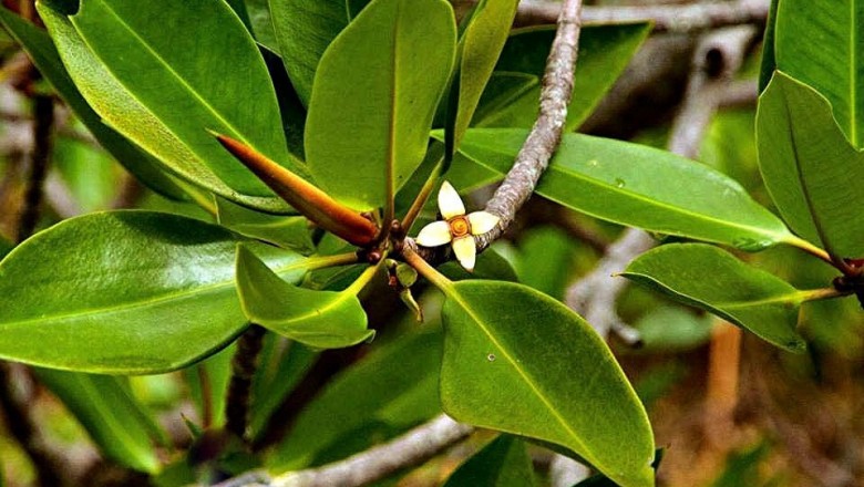Cây dược liệu cây Đước, Đước đôi, Đước bộp - Rhizophora apiculuta Blume