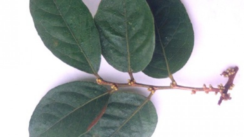 Cây dược liệu cây Thầu táu hạt tròn, Tai nghé hạt tròn - Aporusa sphaerosperma Gagnep