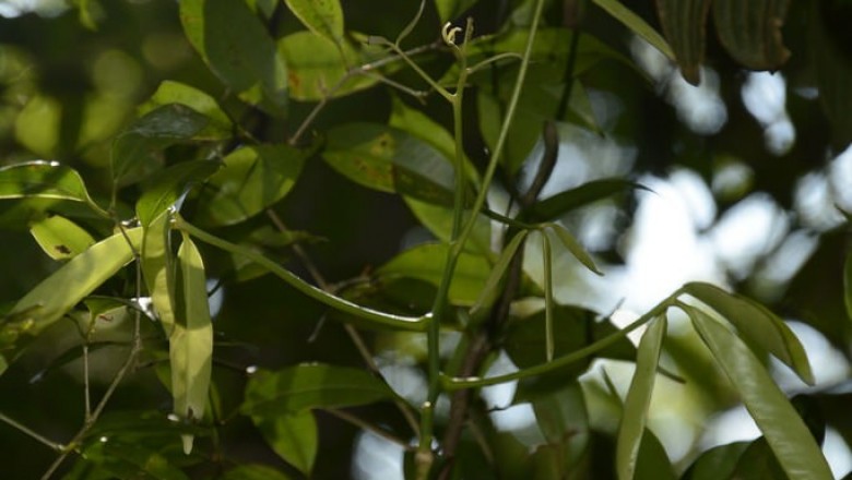 Cây dược liệu cây Thần xạ trườn, Trang xạ trườn - Luvunga sarmentosa (Blume) Kurz (Triphasia sarmentosa Blume, L. eleutherandra Dalz.)