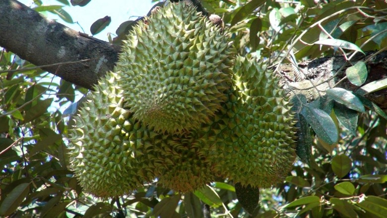 Cây dược liệu cây Sầu riêng - Durio zibethinus Murr