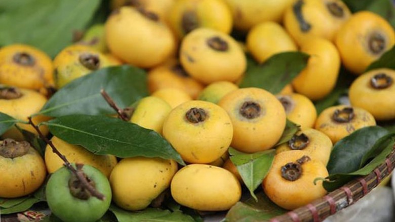 Cây dược liệu cây Thị, Thị rừng, Thị mười nhị - Diospyros decandra Lour