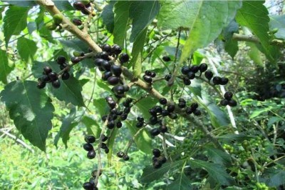Cây dược liệu cây Sầu đâu cứt chuột, Sầu đâu rừng, Xoan rừng, Khổ sâm nam - Brucea javanica (L.), Merr