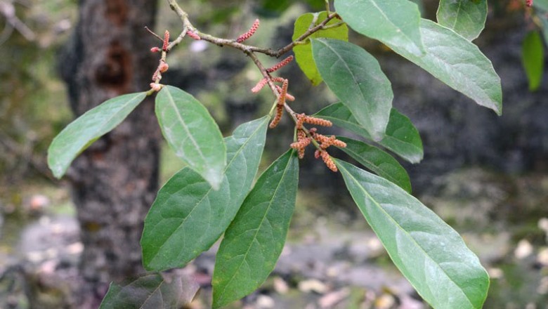 Cây dược liệu cây Thầu táu, Tai nghé biệt chu - Aporusa dioica (Roxb.) Muell. - Arg. (Alnus dioicus Roxb., Aporusa microcalyx Hassk., A. chinensis (Champ.) Merr.)