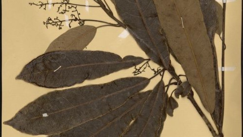 Cây dược liệu cây Sơn vôi - Semecarpus perniciosa Evrard et Tard