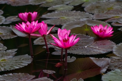 Cây dược liệu cây Súng đỏ, Súng cơm - Nymphaea rubra Roxb. ex Salisb